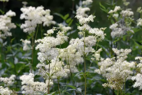 Mädesüß Phytoblog - © Canva