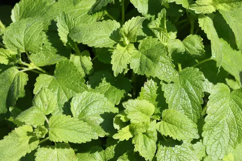Melisse im Garten - © Schwabe Austria