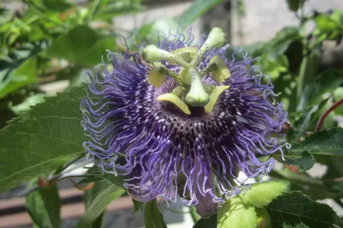 Passionsblume Phytoblog – © Schwabe