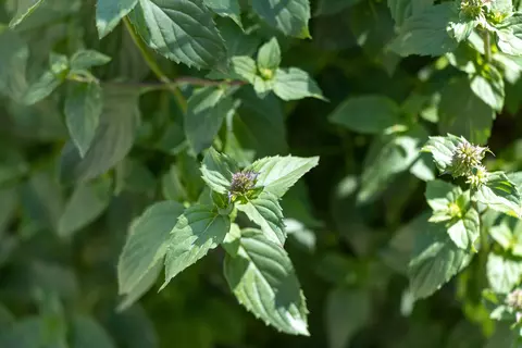 Pfefferminze im Garten - © Schwabe Austria