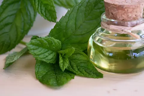 Pfefferminze Phytoblog - ©bilderhexchen/stock.adobe.com