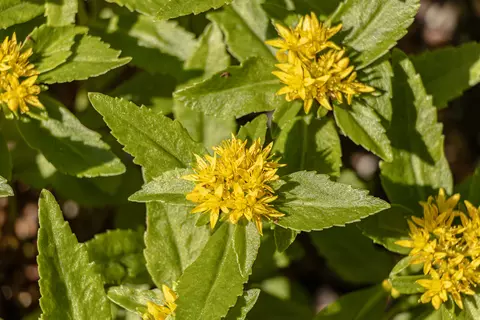 Rosenwurz im Garten - © Schwabe Austria