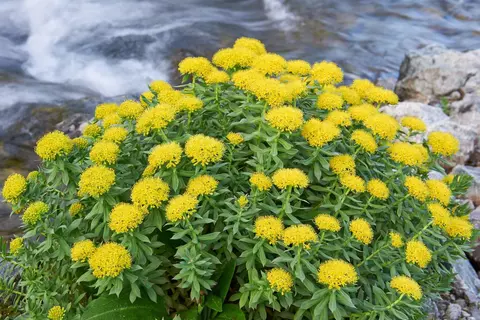 Rosenwurz Phytoblog - © Canva