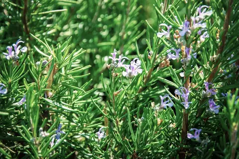 Rosmarin im Garten - © Schwabe Austria