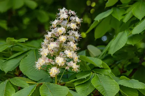 Rosskastanie im Garten - © Schwabe Austria