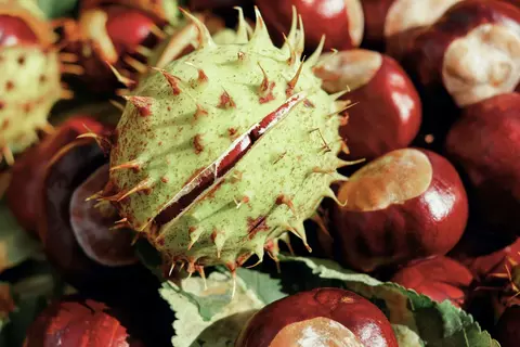 Rosskastanie Phytoblog - © Canva