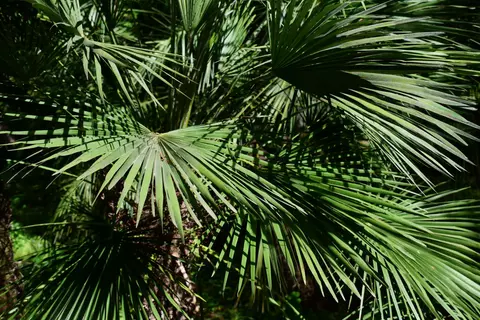 Sägepalme Phytoblog - ©Juan Antonio/stock.adobe.com 