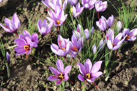 Safran Phytoblog - © Canva