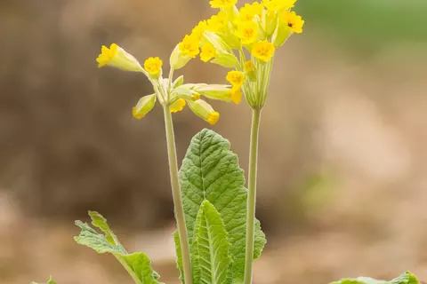 Schlüsselblume Phytoblog  - © carmenrieb/stock.adobe.com