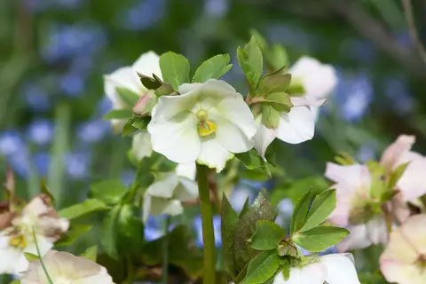 Schneerose im Garten - © Canva