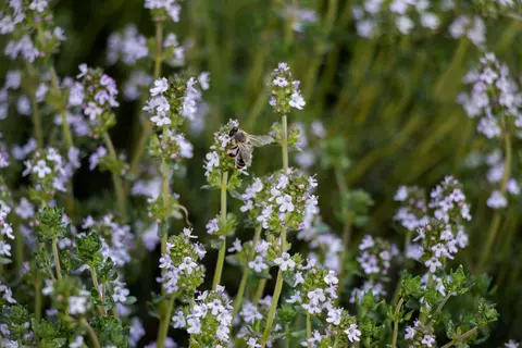 Thymian Phytoblog - © Schwabe Austria