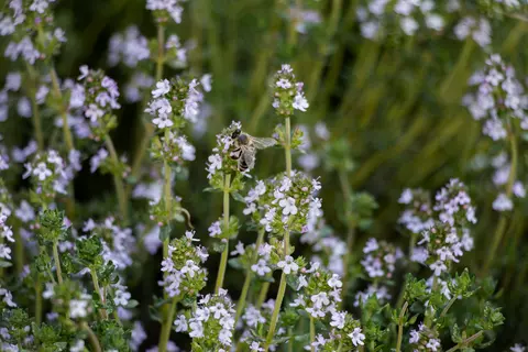 Thymian im Garten - © Schwabe Austria