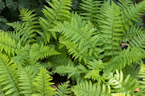 Tüpfelfarn im Garten - © Schwabe Austria