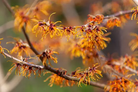 Zaubernuss Phytoblog - © A_Bruno/stock.adobe.com