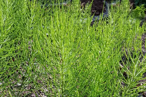 Ackerschachtelhalm  Phytoblog - © Canva