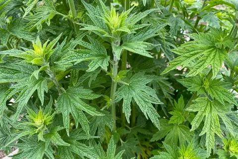 Herzgespannkraut Phytoblog - © Canva