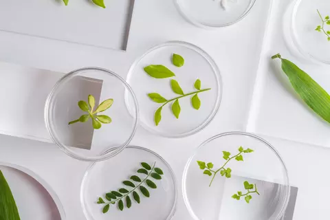 Phytotherapie - © Canva