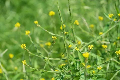 Sängerkraut Phytoblog - © Canva