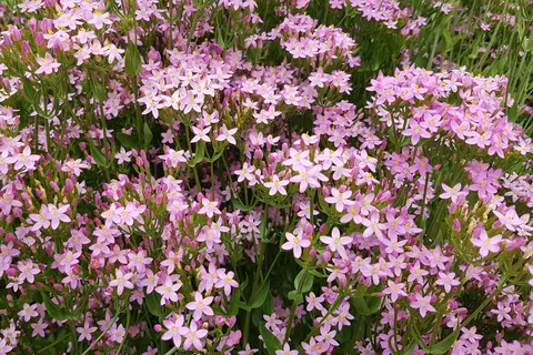 Tausendgüldenkraut Phytoblog - © Canva