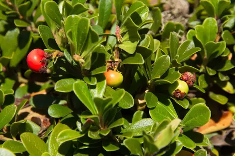 Bärentraubenblätter Phytoblog - © Canva