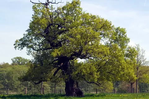 Eichenrinde Phytoblog - © Canva