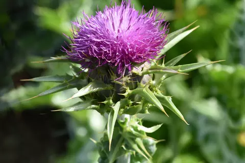 Mariendistel Phytoblog - © Canva