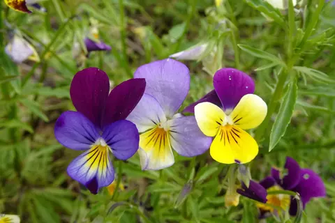 Stiefmütterchen Phytoblog