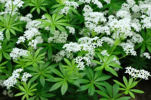 Waldmeister Phytoblog – © Canva