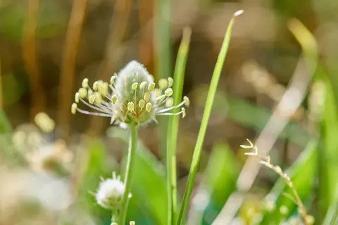 Flohsamen – © Canva