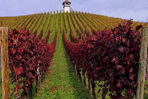 Rotes Weinlaub - © Canva
