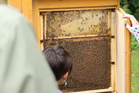 Tage der Arzneipflanzen: Bienen Schaukästen - © Schwabe Austria