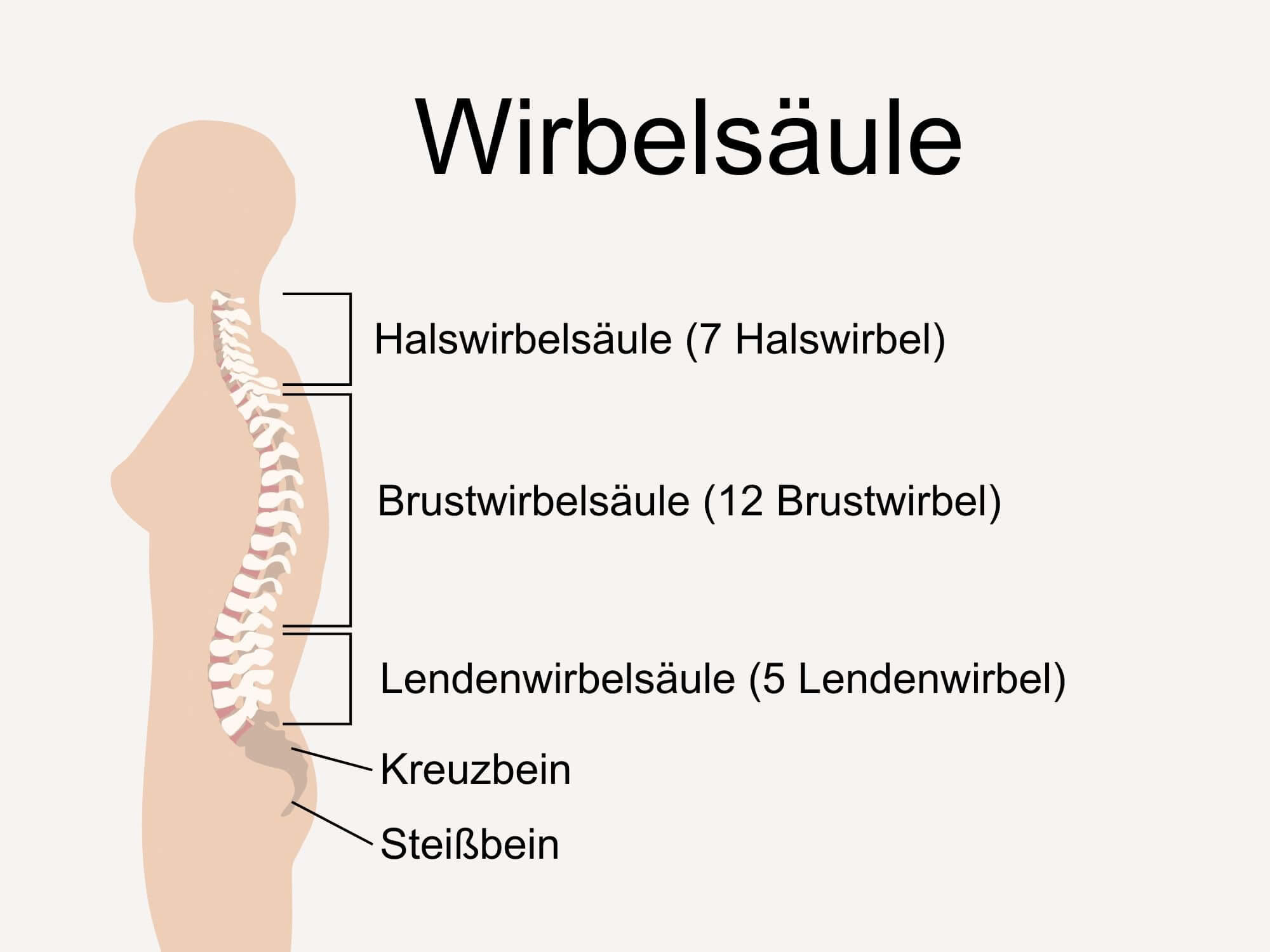 Die Wirbelsäule verstehen | Schwabe Austria