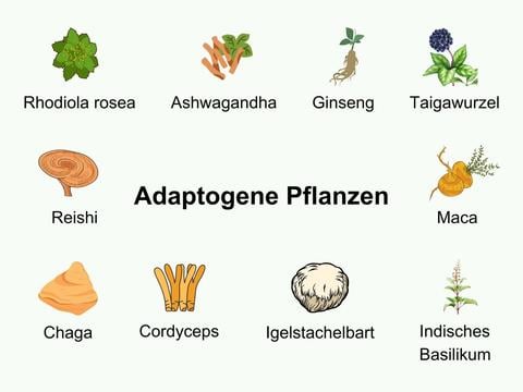 Adaptogene Pflanzen: Diese robusten Pflanzen helfen uns bei Stress - © Canva
