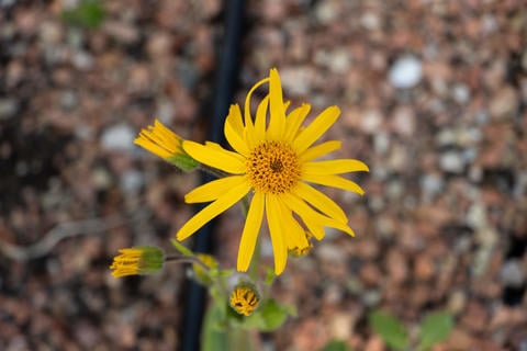 Arnika im Garten - © Schwabe Austria