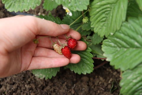 Im Garten kann man Erdbeeren naschen - © Schwabe Austria