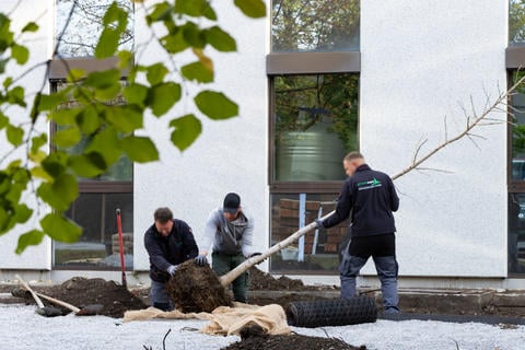 Das Umsetzen der Ginkgobäume im Arzneipflanzengarten - © Schwabe Austria