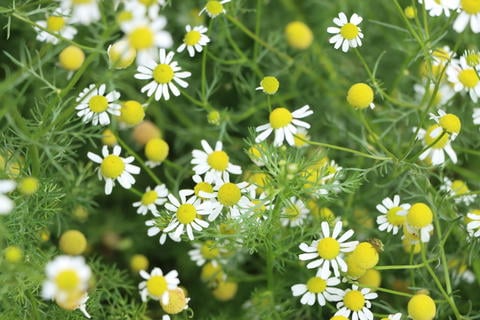 Kamille im Arzneipflanzengarten - © Schwabe Austria