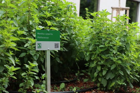 Arzneipflanzengarten: Pfefferminze - © Schwabe Austria
