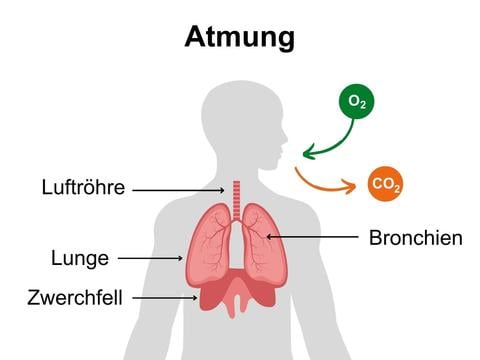 So funktioniert die Atmung - © Canva