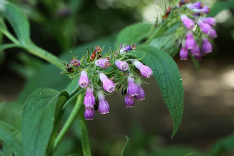 Beinwell im Garten - © Schwabe Austria