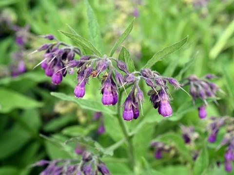 Beinwell: Heilpflanze im Einsatz bei Verstauchungen, Prellungen & Gelenkschmerzen - ©emer1940 via Canva.com