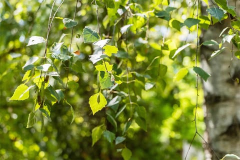Birke im Garten - © Schwabe Austria