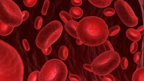 Blut: Unsere wichtigste Körperflüssigkeit - © SciePro/stock.adobe.com