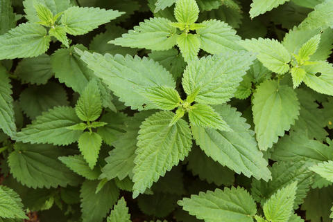 Brennnessel im Garten - © Schwabe Austria