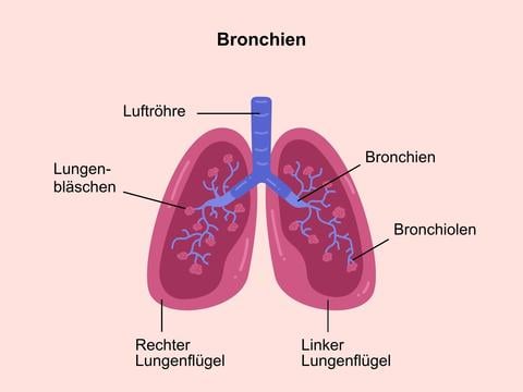 Die Bronchien in der Lunge - © Canva