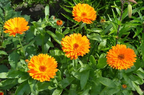 Calendula © koromelena/stock.adobe.com