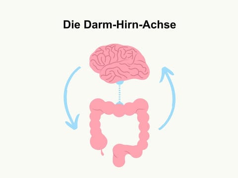Darm-Hirn-Achse: spannende Verbindung zwischen Kopf und Bauch – © Canva