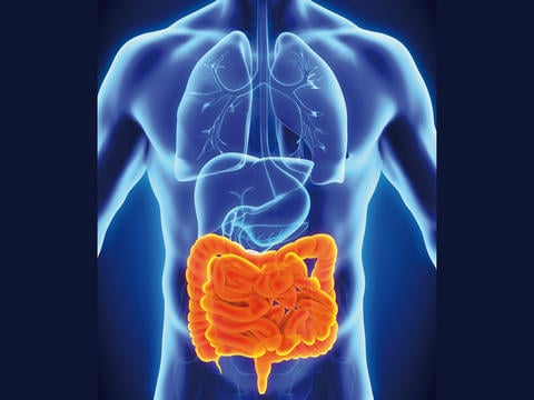 Darm: Aufbau, Funktion und Erkrankungen - © nerthuz/stock.adobe.com