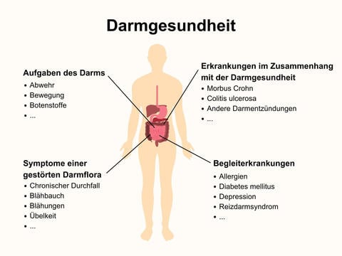 Darmgesundheit: Aufgaben, Symptome, Erkrankungen & Co – © Canva