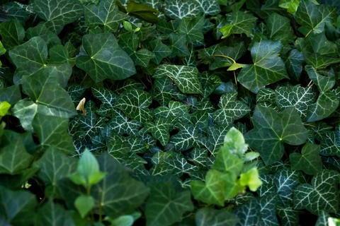 Efeu im Garten - © Schwabe Austria